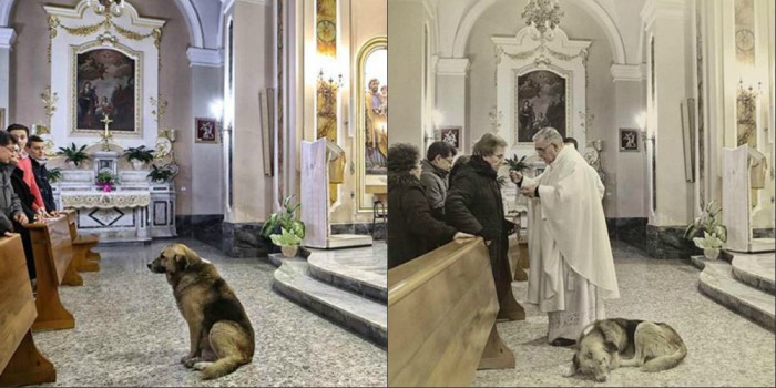 Каждую неделю собака ходит в церковь. Это доведет тебя до слёз!