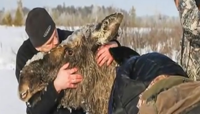 Сильное видео о людях, которые спасают животных, попавших в беду